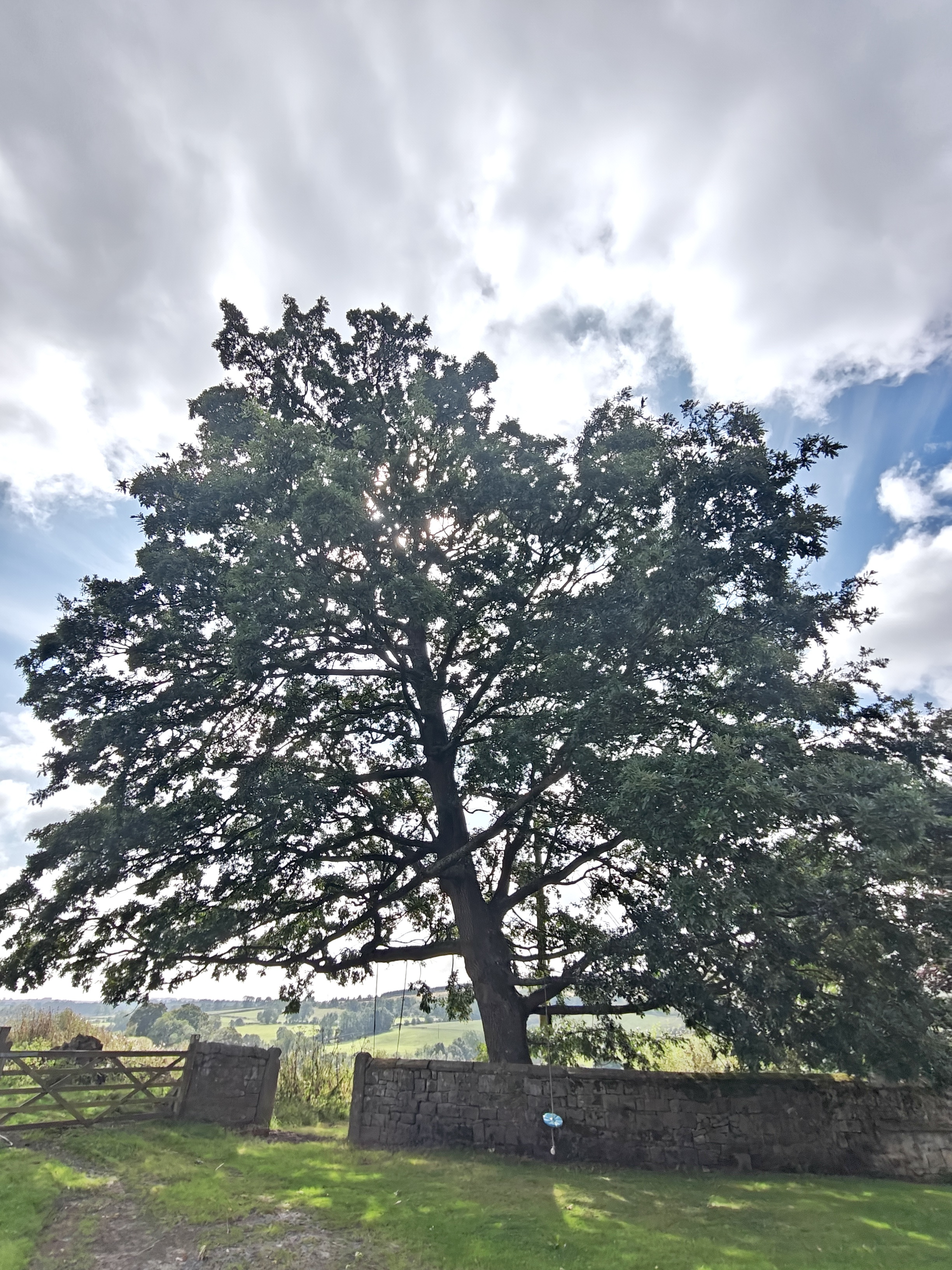 Turkey oak quercus cerris with fuzzy acorn cups.