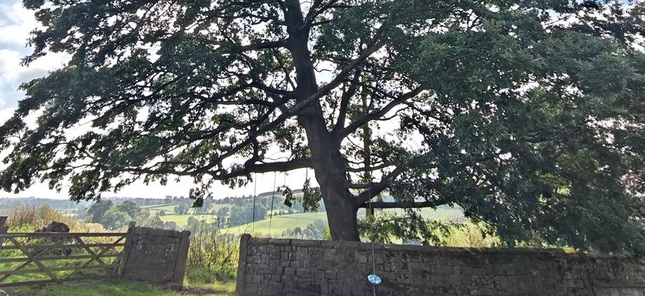 Turkey oak quercus cerris with fuzzy acorn cups.