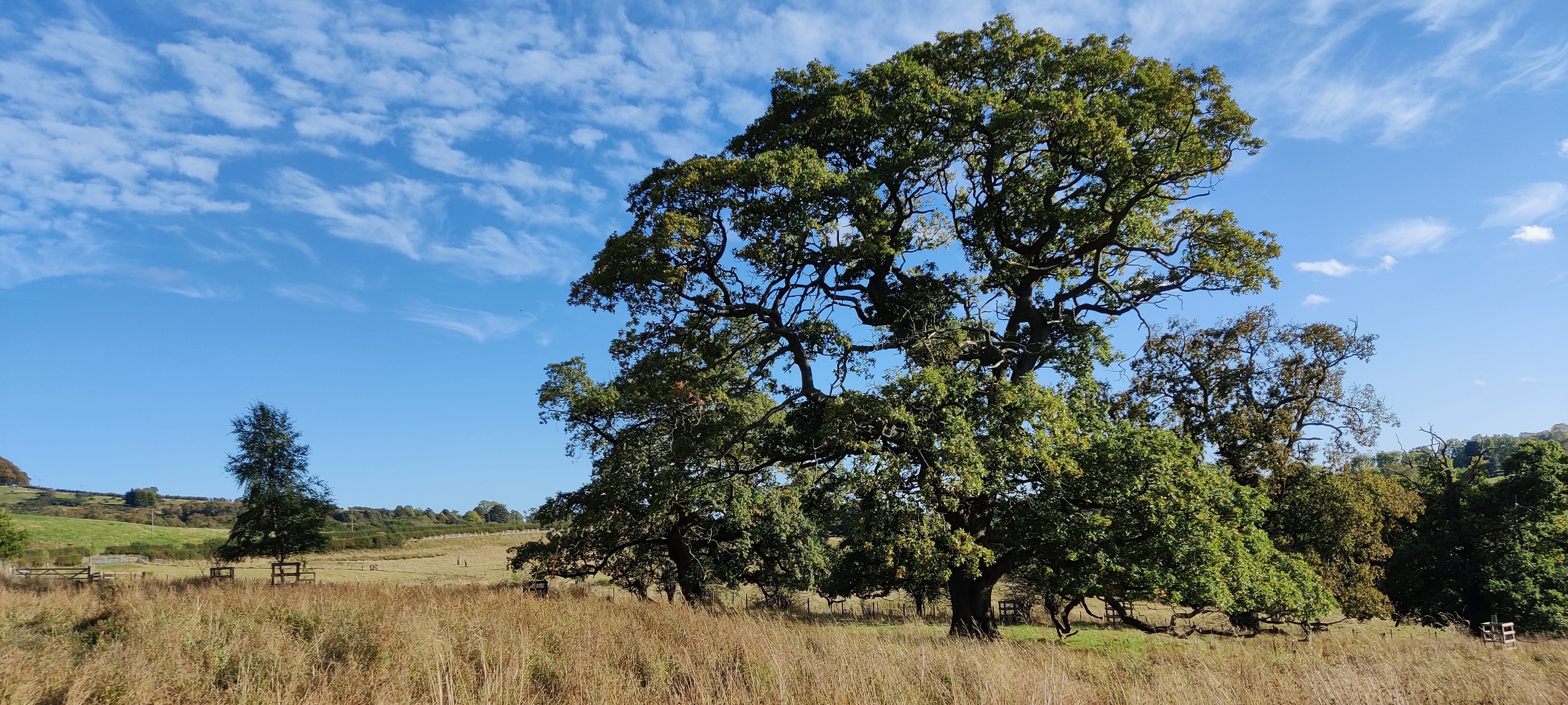 Oak parkland at Cragend Farm 